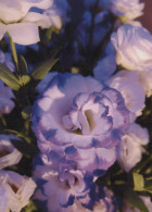 FLOWERS Vintage Postcard CPSM #PBZ045.GB - Fleurs