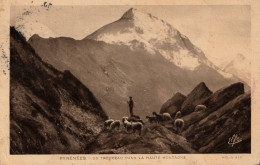 Pyrénées Un Troupeau Dans La Haute Montagne - Cauterets