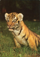 Magdeburg Zoologischer Garten - Sibirischer Tiger (Panthera Tigris Altaica) 1986 - Other & Unclassified