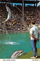 P-24-Mi-Is-2577 :  HIGH JUMPING DOLPHIN - Dauphins