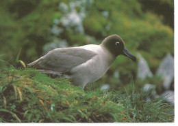 France CP Photo Albatros à Dos Clair - Oiseaux
