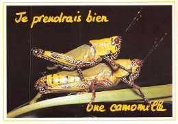 P-24-Mi-Is-2591 :  JE PENDRAIS BIEN UNE PETITE CAMOMILLE - Insectos