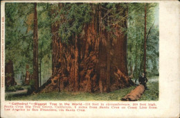 11044638 Santa_Cruz_California Cathedral Biggest Tree  - Sonstige & Ohne Zuordnung