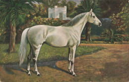 C779 FANTAISIE Cheval - Horses