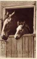 C782 FANTAISIE Chevaux - Horses