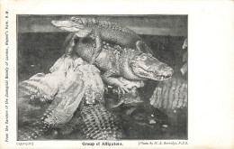 C786 FANTAISIE Alligators - Autres & Non Classés
