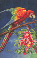 C791 FANTAISIE Perroquet - Birds