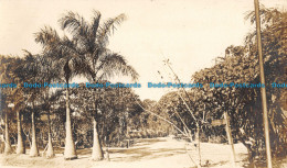 R055162 Old Postcard. Palm Trees. Panama - Monde