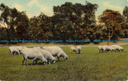 R055164 Old Postcard. Cattle - Monde