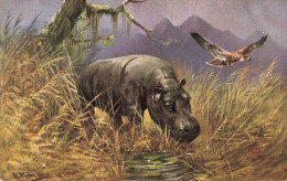 C794 FANTAISIE Rhinocéros - Rhinozeros