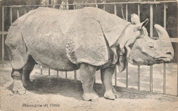 C795 FANTAISIE Rhinocéros - Rinoceronte