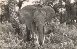 C798 FANTAISIE éléphant - Elephants