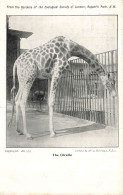 C805 FANTAISIE Girafe - Giraffen