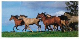 Format Spécial - 210 X 105 Mms - Animaux - Chevaux - Gros Pli Visible - Frais Spécifique En Raison Du Format - CPM - Voi - Horses
