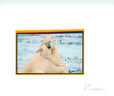 Animaux - Ours - Ours Blanc - Bear - CPM - Voir Scans Recto-Verso - Osos