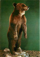 Animaux - Ours - Museo Civico Di Storia Naturale Milano - Orso Bruno - Bear - CPM - Carte Neuve - Voir Scans Recto-Verso - Ours