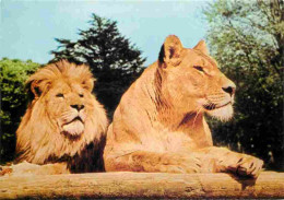Animaux - Fauves - Lion - Réserve Africaine Du Château De Thoiry En Yvelines - Couple De Lions En Liberté - Zoo - CPM -  - Leones