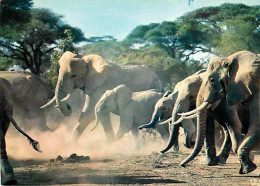 Animaux - Eléphants - Faune Africaine - CPM - Voir Scans Recto-Verso - Elefantes