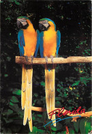 Animaux - Oiseaux - Perroquet - Etats-Unis - Florida - Voir Timbre Des Etats-Unis - CPM - Voir Scans Recto-Verso - Oiseaux
