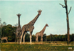 Animaux - Girafes - Réserve Africaine Du Château De Thoiry En Yvelines - Carte Neuve - CPM - Voir Scans Recto-Verso - Jirafas