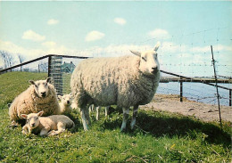Animaux - Moutons - Groeten Van Bei Eiland Ameland - CPM - Carte Neuve - Voir Scans Recto-Verso - Autres & Non Classés