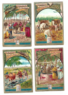 S 566, Liebig 6 Cards, Plantes Cultivées Des Pays Chauds (ref B12) - Liebig