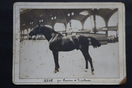Photo équitation   Cheval   AZUR  étalon - Alte (vor 1900)