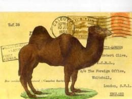 Chameau,camelus - Autres & Non Classés