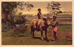 Indonesia - Saïdjah Met Z'n Buffel - Saidjah With His Buffalo - Indonesië