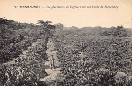 Madagascar - MANANJARY - Une Plantation De Caféiers Sur Les Bords Du Mananjary - Ed. J. Venot VI - Madagascar