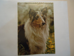 GERMANY POSTCARDS  DOG DOGS - Chiens