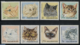 Hungary 1968 Cats 8v, Mint NH, Nature - Cats - Ongebruikt