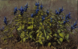 CPA Blühende Blaue Blumen - Other & Unclassified