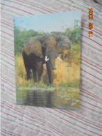Francis Et Les Animaux D'afrique. Un Bel Elephant 5 - Éléphants