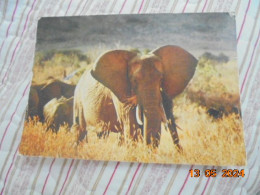 Elephants 363/1 - Elefanten