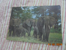 Escale En Cote D'Ivoire. Famille D'elephants. - Elephants