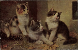 Artiste CPA Vier Junge Katzen - Autres & Non Classés
