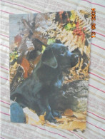 Labrador Noir 533802 - Hunde