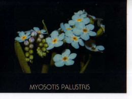 Myosotis Des Marais - Flowers