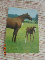 Horse And Colt Photochrom 50683 - Caballos