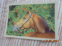 Cheval Rhodania 90974 - Horses