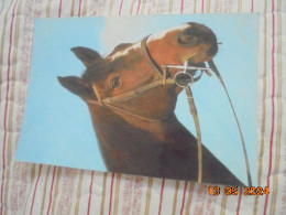 Cheval Cyz 7689/27a Pm 1981 - Horses
