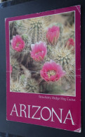 Arizona - Strawberry Hedge Hog Cactus - Philip Donovsky Photo - Petley Studios, Arizona - Otros & Sin Clasificación