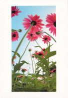 Germany Plusbrief Individuell Flowers Posted Altenkirchen 2008. Postal Weight Approx 40 Gramms. Please Read Sales Condit - Privé Postkaarten - Gebruikt