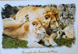 Couple De Lions D'Asie - Besançon - Museum - Jardin Zoologique - Zoo - Leones