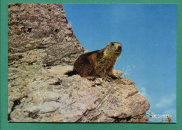Marmotte Animaux Des Alpes - Autres & Non Classés