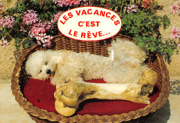 HU-HUMOUR CHIEN-N°T2653-A/0233 - Humour