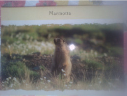 Marmotta - Italie Iox - Una Marmotta - Timbre - M é Una Cartolina Di Bruno Allaix In Dubbione Di Pinasca - Autres & Non Classés