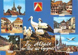 68-ALSACE-N°T2664-A/0267 - Other & Unclassified