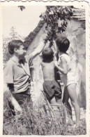 Old Real Original Photo - Man Little Boys Picking Fruits - Ca. 8.5x6 Cm - Personnes Anonymes